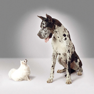 chiens